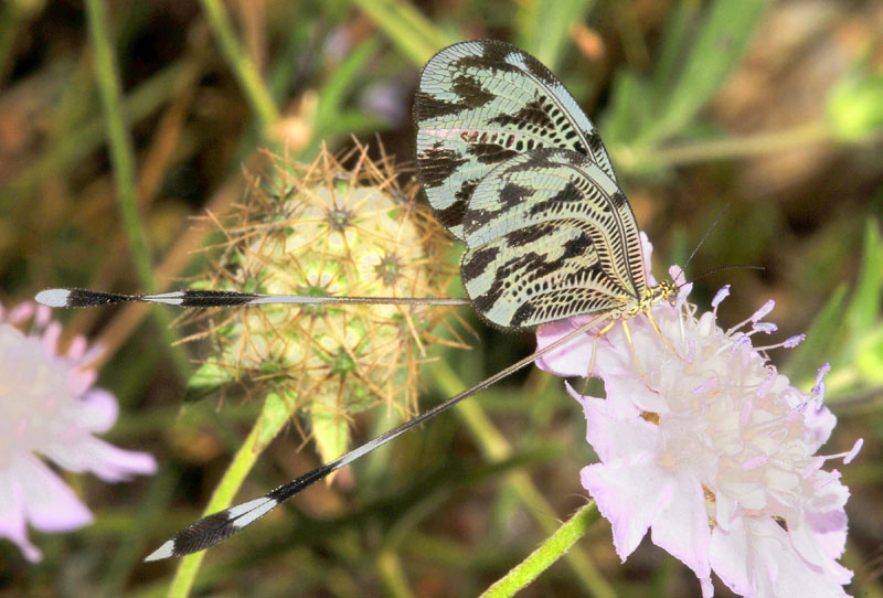 Nemoptera coa (Nemopteridae)  da Paradsia (Grecia)